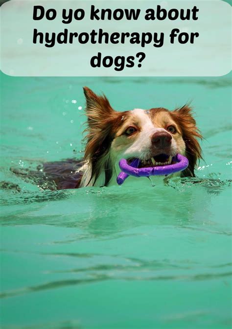 Hydrotherapy for dogs or other pets, can be a great way to build strength or heal wounds without ...