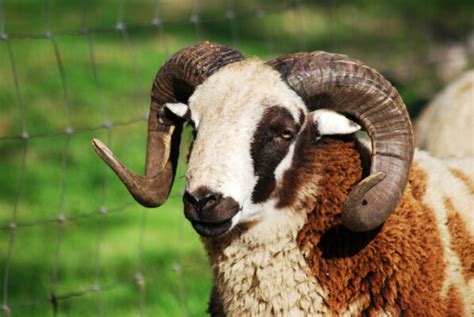 Jacob Sheep: Get to Know This Old-World Sheep Breed