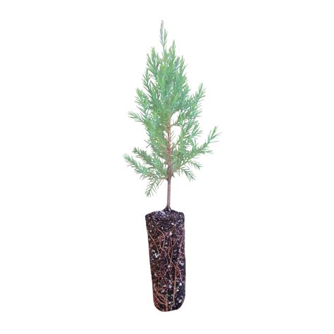 Eastern Redcedar | Medium Tree Seedling – SequoiaTrees.com