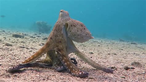 Octopus hunts small fish while Goatfish and Lionfish are also waiting ...