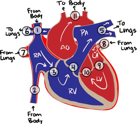 Circulatory System Labeled Heart