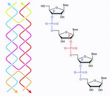 Hybrid DNA/RNA nanostructures with 2′-5′ linkages - Nanoscale (RSC Publishing)