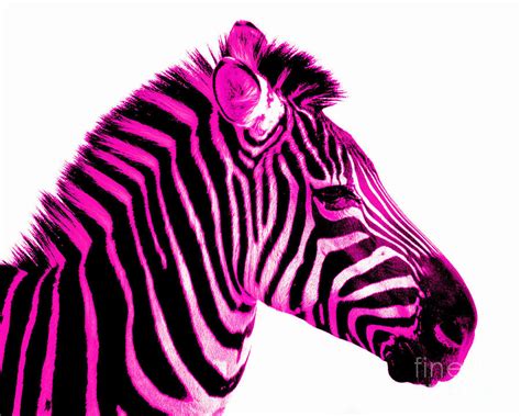 Zebra Print Clip Art Free - Cliparts.co