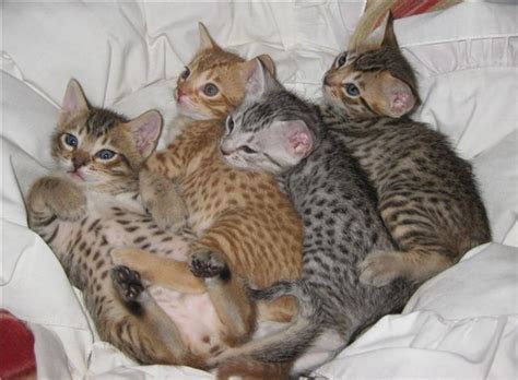 Cute Ocicat Kittens Photos