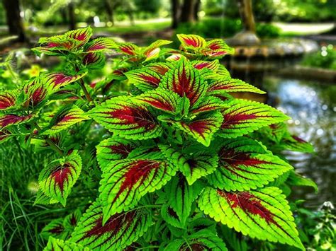 List Of Plants For Patios In The Shade With New Ideas | Home decorating Ideas