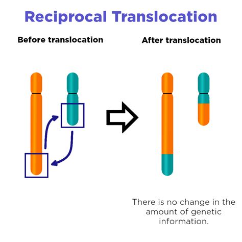 Translocation (Chromosome Mutation) — Definition & Impact - Expii