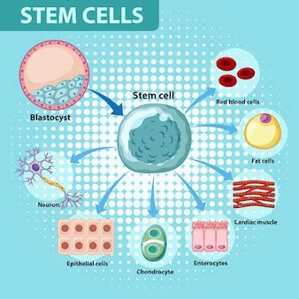 Free Vector | Information poster on human stem cells