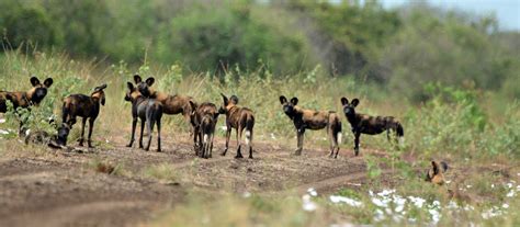 Omo National Park - Enhanced Management and Enforcement of Ethiopia's Protected Area Estate