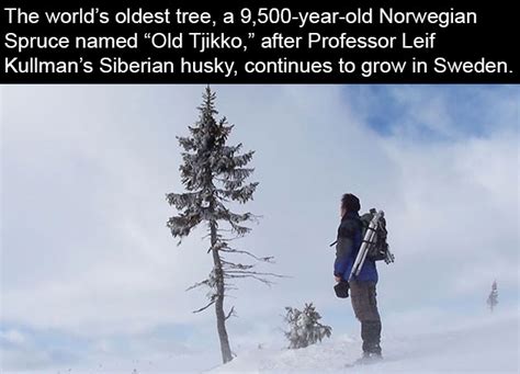 9,500-Year-Old Tree Found in Sweden Is The World’s Oldest Tree