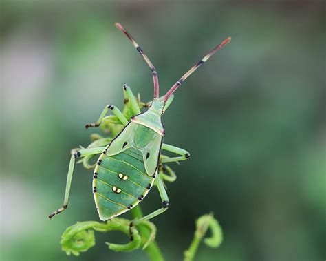 Free picture: green beetle, metamorphosis, wildlife, insect, nature, invertebrate, leaf