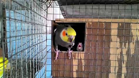 cockatiels breeding - YouTube