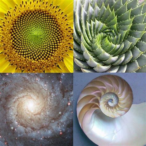 Fibonacci in nature fibonacci sequence in weather - eqbool