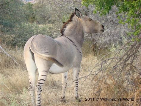 zebroid | Wilkinson's World | Zorse, Zonkey, Donkey breeding