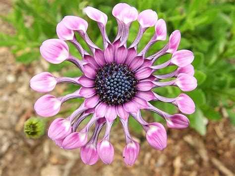 Photograph of Osteospermum - Garden Helper, Gardening Questions and Answers