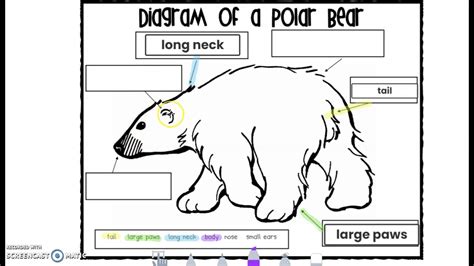 Writer's Workshop: Diagram Polar Bear - YouTube