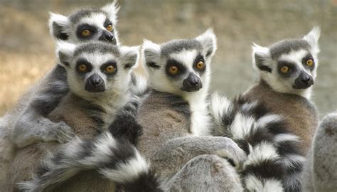 Madagascar Travel Guide and Travel Information | World Travel Guide