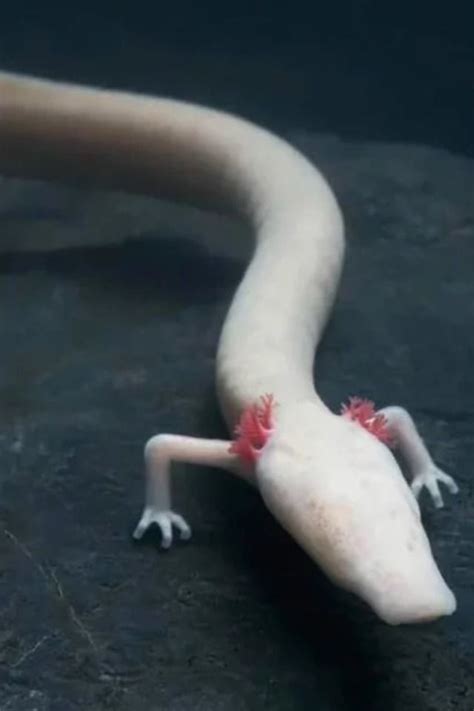 Olms: Unique Eyeless Salamanders in Europe