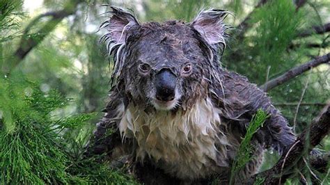 Cute Koala VS. Wet Koala