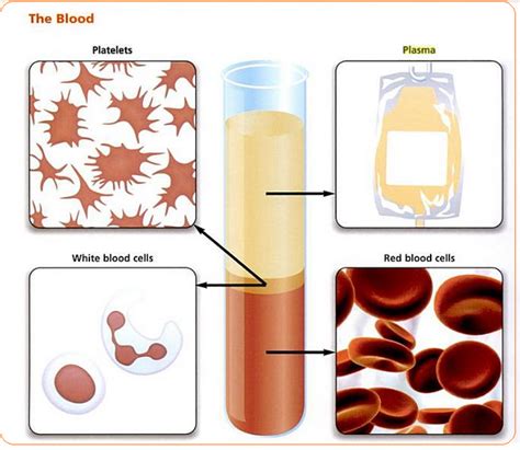 # 73 Blood composition and Plasma | Biology Notes for IGCSE 2014 & 2024