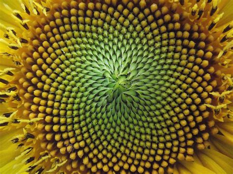 What Is The Fibonacci Sequence? And How It Applies To Agile Development - eLearning Industry