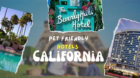 Discover the Top 3 Pet-Friendly Hotels in Los Angeles - Which One Will ...