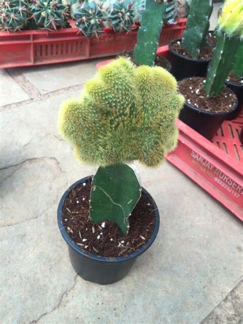 Grafted cacti | Grafted cactus, Cacti and succulents, Cactus