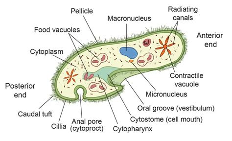 The Structure of Paramecium Cell - Rs' Science