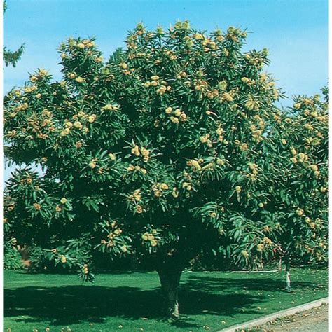 Lowe's 3.25-Gallons White Shade Chinese Chestnut In Pot (With Soil) at ...