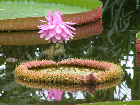 Giant Amazon Water Lily