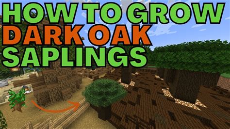 How to Grow Dark Oak Saplings in Minecraft - YouTube