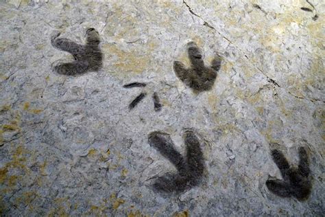 Dinosaur Footprints-Cretaceous mixed – Geology Pics