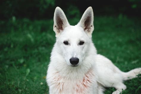 White German Shepherd Wallpapers - Wallpaper Cave