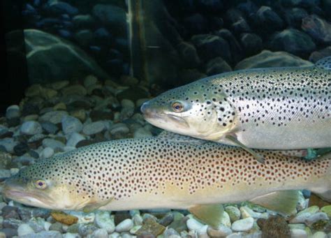 Brown Trout - eMuseum of Natural History