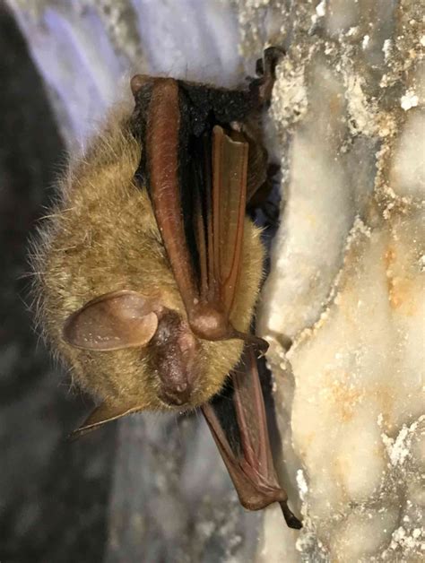 What is white-nose syndrome in bats?