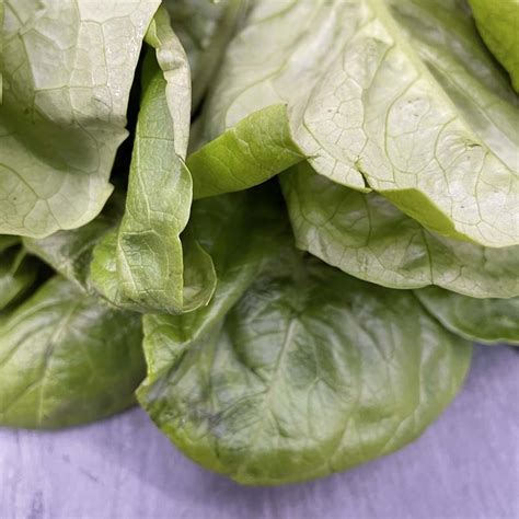 Little Gem Lettuce - B.E Hargan LTD Fruit & Vegetables