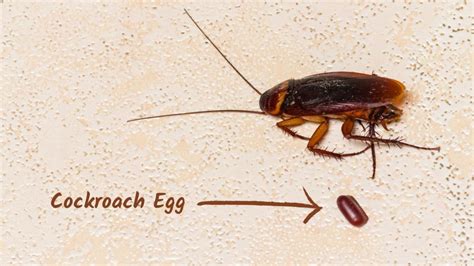 What Does a Cockroach Look Like? | Information and Facts - Pest Samurai