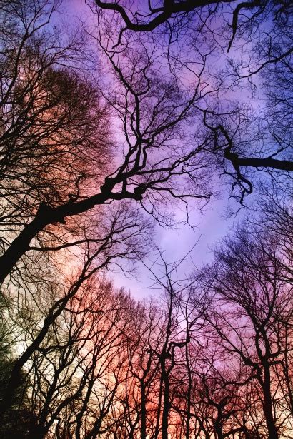 Trees Forest Sunset Nature Free Stock Photo - Public Domain Pictures