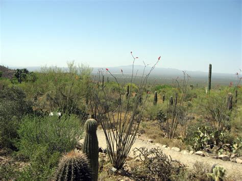 Arizona-Sonora Desert Museum