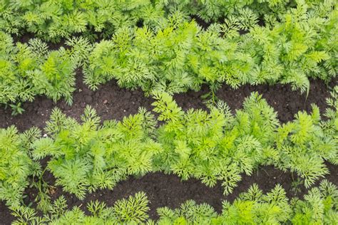 A Gardener's Guide To Growing Carrots In Raised Beds - Venus Gardening