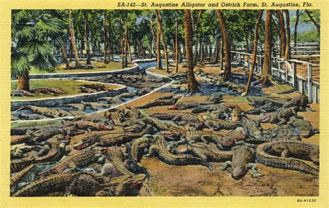 a luddite's journal: Postcards: Alligators In Florida