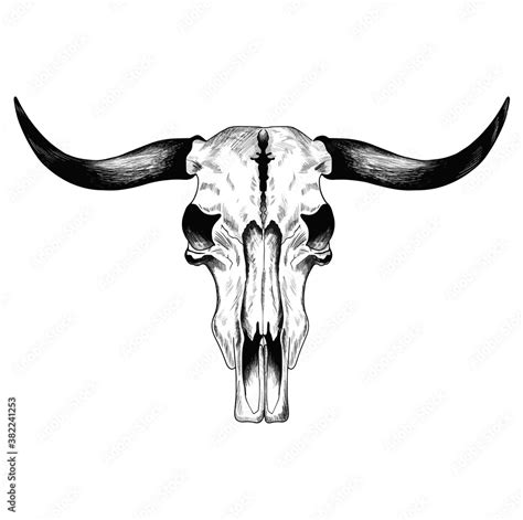 Vecteur Stock Buffalo skull with horns- hand drawn. Vector illustration on white background. For ...