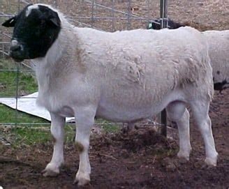 Dorper Sheep Breed Information, History & Facts - RaisingSheep.net