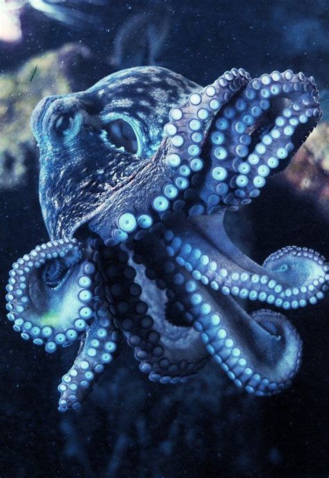 Octopus Vulgaris (by Joachim S. Muller) Deep Sea Creatures, Beautiful ...