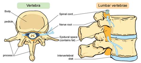 12.2: Vertebrate Characteristics - Biology LibreTexts