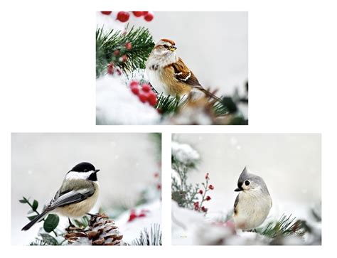 Winter Photography Birds Photo Set of 3 Wildlife Prints - Etsy