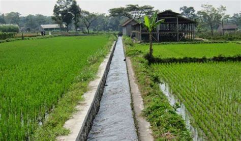 Sawah di Kutim Terkendala Jaringan Irigasi, Masih Menggunakan Metode Tadah Hujan