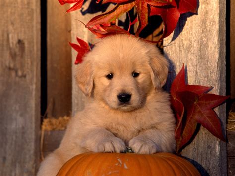 Autumn Golden Retriever puppy photo and wallpaper. Beautiful Autumn ...