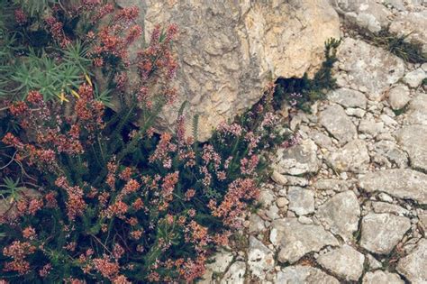 Premium Photo | Blooming flowers and grass growing on rocky ground