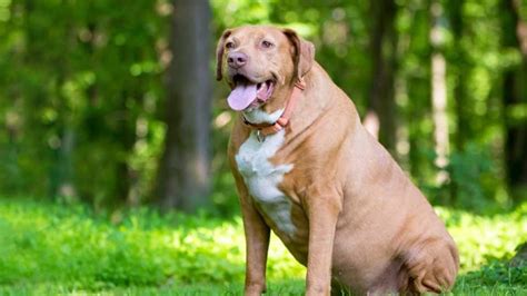 Dog Obesity: Causes, Health Risks, & Weight Management Tips