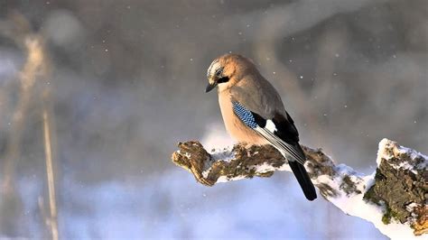 Nature Sounds Relaxing Music Birds | Nature Music Birds And Water | Nature Background Music ...